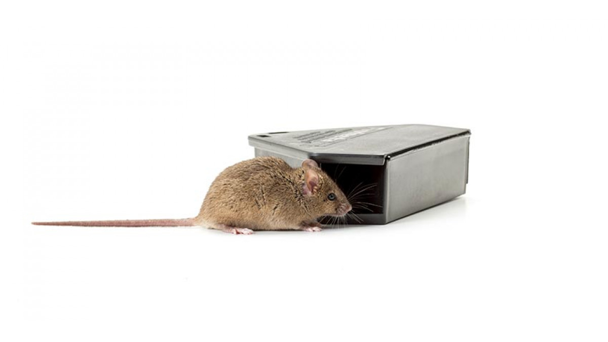 Protecta RTU Mouse Bait Stations Box