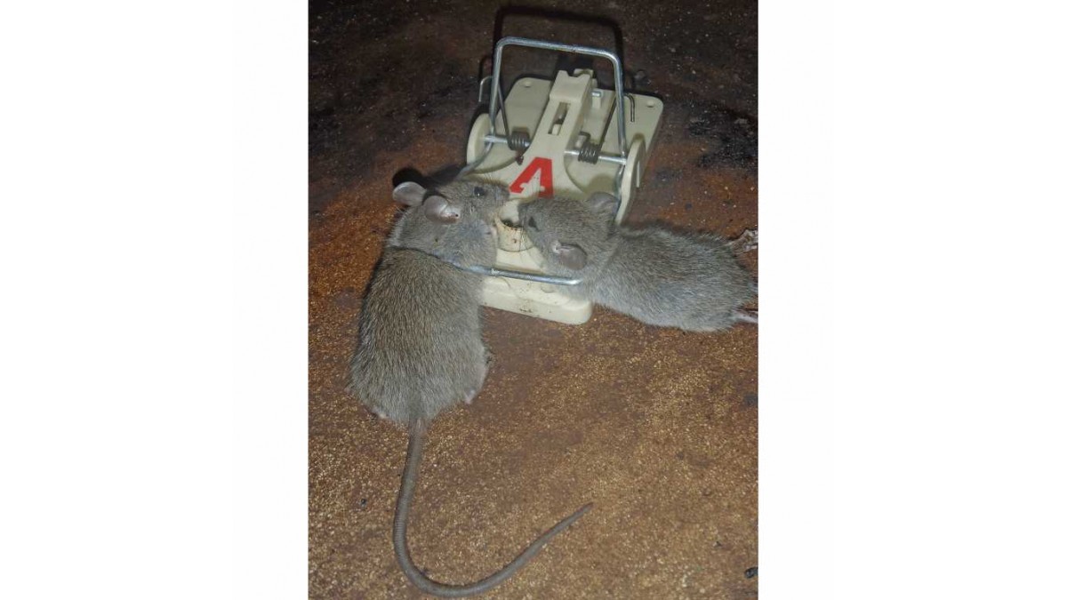 Pro-Pest Rat & Mouse Lure Macadamia Nut- Prof 32 cc Syringes