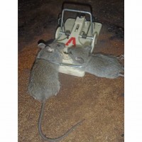 Pro-Pest Rat & Mouse Lure - Prof 32cc Syringe -18/18ct